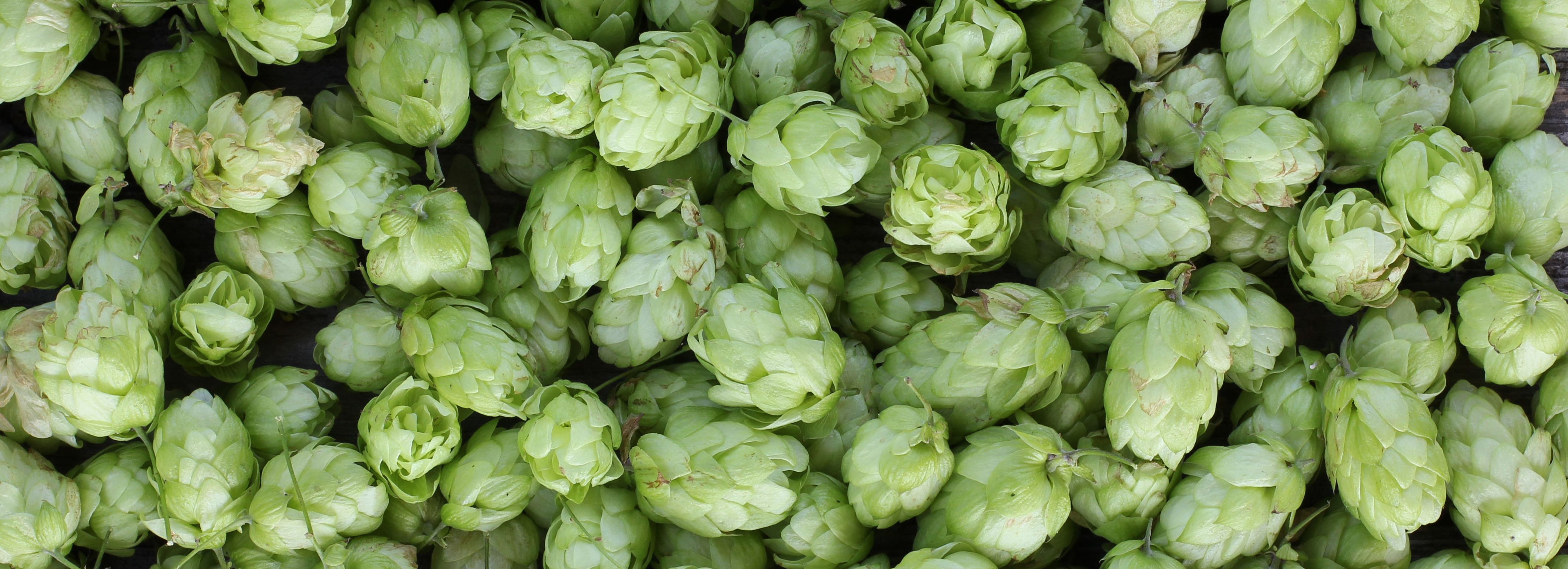 Learn more about hops and how to use them!