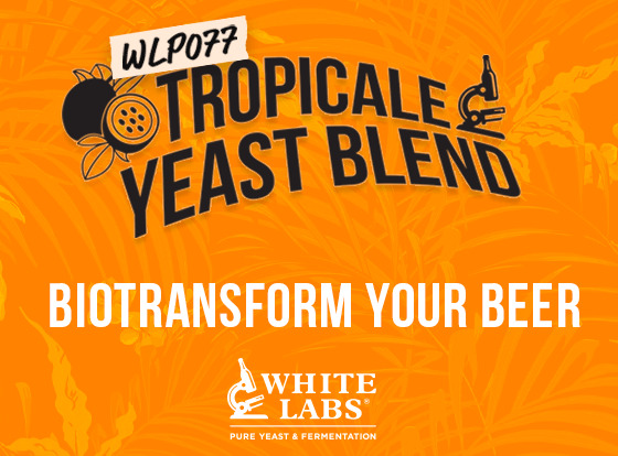 White labs WLP077 Tropicale Yeast Blend