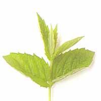 Menthe poivrée feuille 50 g