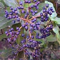 Lorbeeren 50 g MHD 08.06.2025
