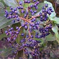 Laurel berries 50 g
