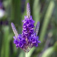Fleurs de lavande 25 g