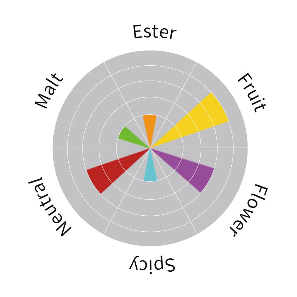 Angel CY115 gist voor bovengisting - 500 g THT 14-06-2025