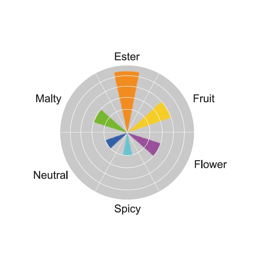 Angel CS31 bovengistende droge gist - 12 g THT 30.09.2025