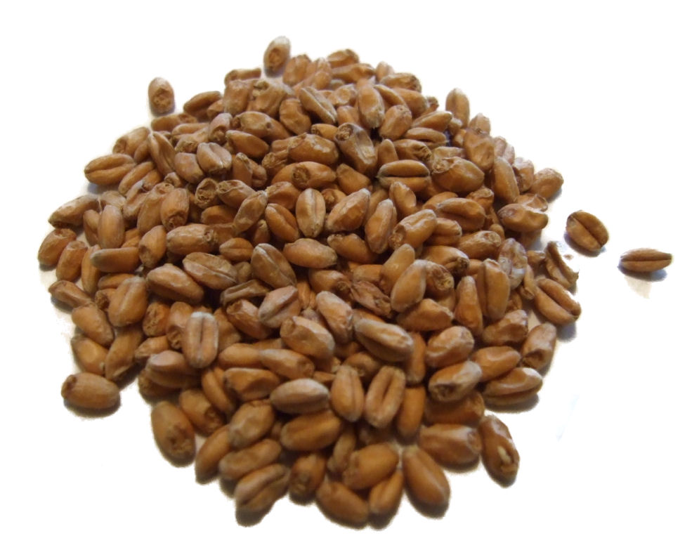 Weizenmalz hell (3 - 5 EBC) - geschrotet