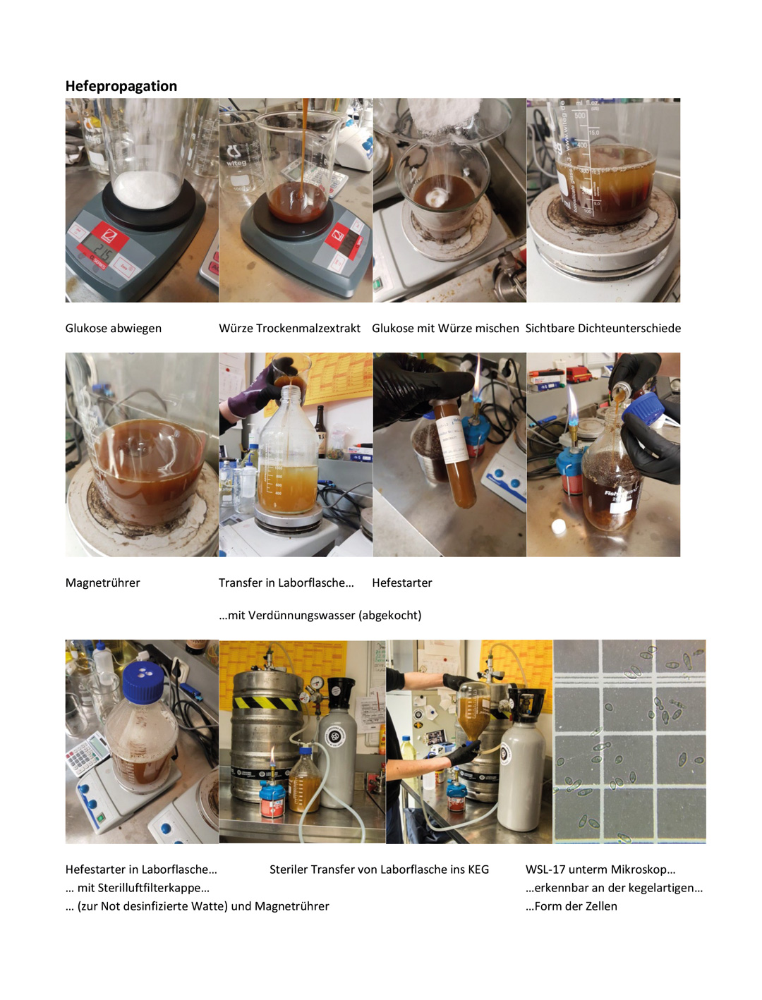 Yeast propagation 